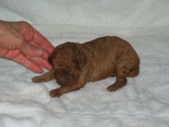 puppies-diz-02<br>
 