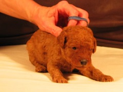 puppies-diz-03<br>
 