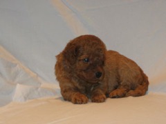 puppies-diz-04<br>
 