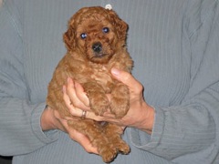 puppies-diz-05<br>
 