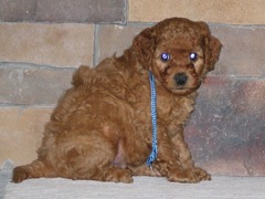 puppies-diz-06<br>
 