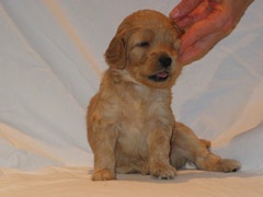 puppies-bird-04<br>
 