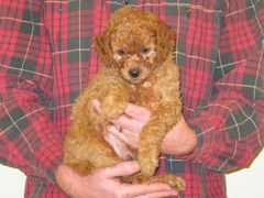 puppies-diz-07<br>
 