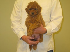 puppies-diz-08<br>
 