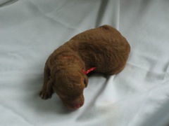 puppies-ella-01<br>
 