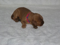 puppies-ella-02<br>
 