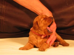 puppies-ella-03<br>
 
