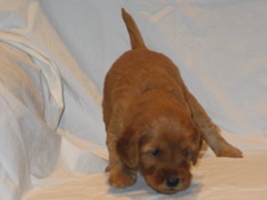 puppies-ella-04<br>
 