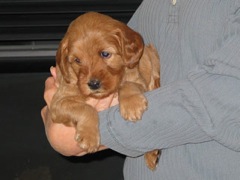 puppies-ella-05<br>
 