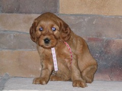 puppies-ella-06<br>
 