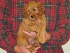 puppies-ella-07<br>
 