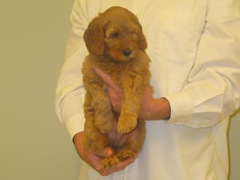 puppies-ella-08<br>
 
