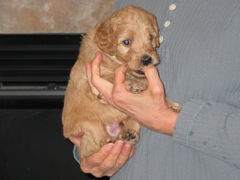 puppies-bird-05<br>
 