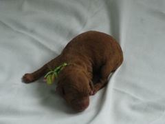 puppies-jewel-01<br>
 