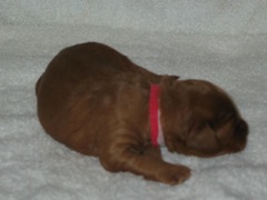 puppies-jewel-02<br>
 