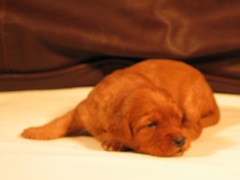 puppies-jewel-03<br>
 