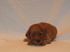puppies-jewel-04<br>
 