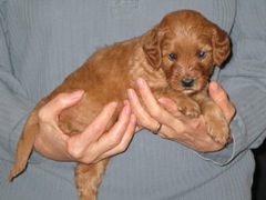 puppies-jewel-05<br>
 