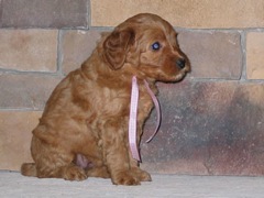 puppies-jewel-06<br>
 