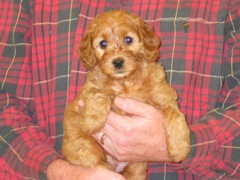 puppies-jewel-07<br>
 