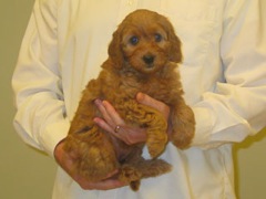 puppies-jewel-08<br>
 