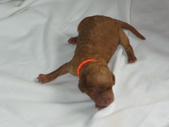 puppies-natalie-01<br>
 