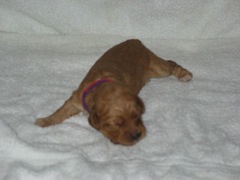 puppies-natalie-02<br>
 