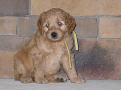 puppies-bird-06<br>
 
