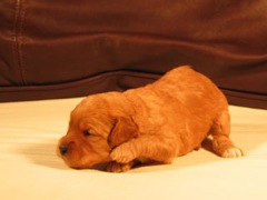 puppies-natalie-03<br>
 