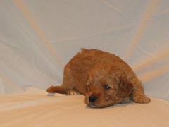 puppies-natalie-04<br>
 