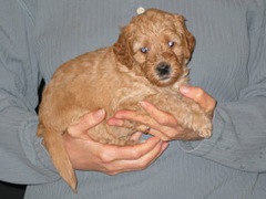 puppies-natalie-05<br>
 