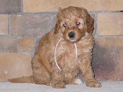 puppies-natalie-06<br>
 