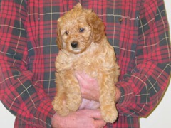 puppies-natalie-07<br>
 