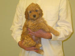 puppies-natalie-08<br>
 