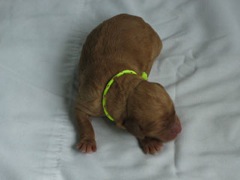 puppies-norah-01<br>
 