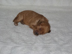 puppies-norah-02<br>
 
