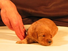 puppies-norah-03<br>
 