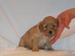 puppies-norah-04<br>
 