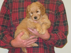 puppies-bird-07<br>
 