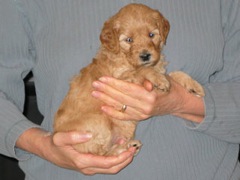 puppies-norah-05<br>
 