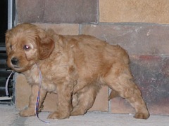 puppies-norah-06<br>
 