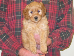 puppies-norah-07<br>
 