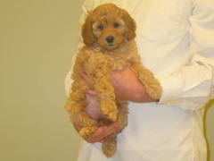 puppies-norah-08<br>
 