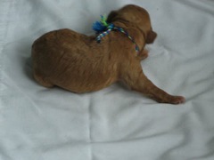 puppies-pearl-01<br>
 