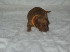 puppies-pearl-02<br>
 