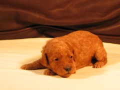 puppies-pearl-03<br>
 