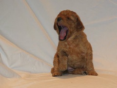 puppies-pearl-04<br>
 
