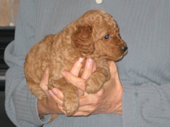 puppies-pearl-05<br>
 