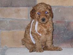 puppies-pearl-06<br>
 