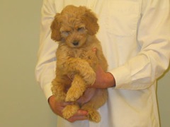 puppies-bird-08<br>
 